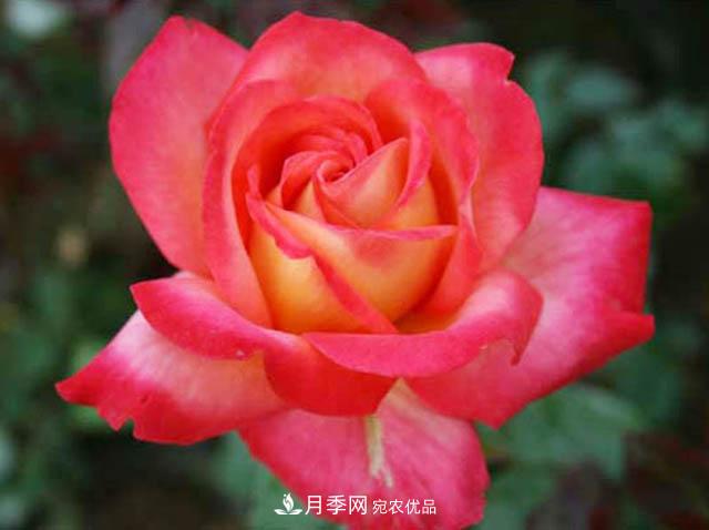 夏秋季節(jié)種植歐月月季需要什么技術(shù)？(圖1)