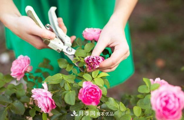 養(yǎng)護月季必須的修剪要怎么去做？(圖1)