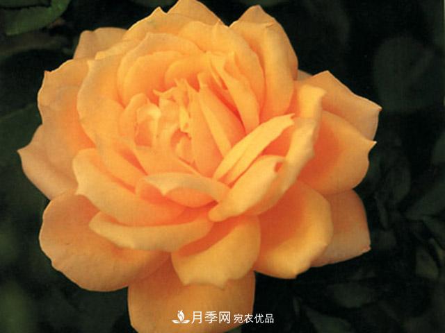 種植月季品種春蕾需要做到哪些方面？(圖1)