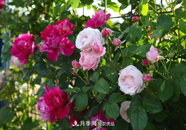 溫度對月季花期有哪些影響？漳州適合種植嗎(圖1)