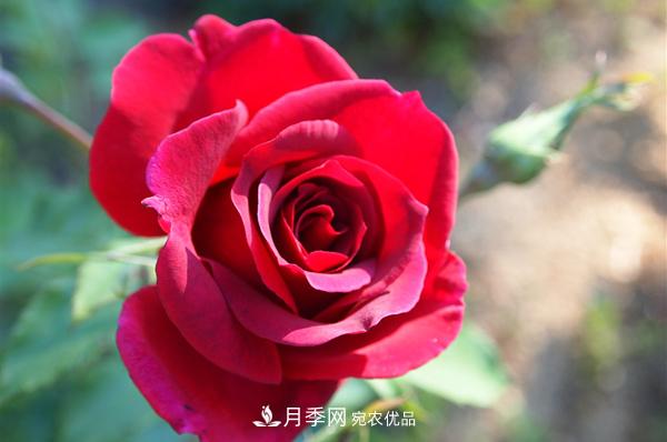 常見的紅色藤本月季有哪些品種？(圖1)