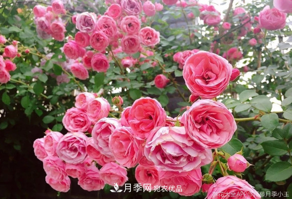 6種月季太勤快，開花一茬接一茬，花量大還抗病！(圖2)