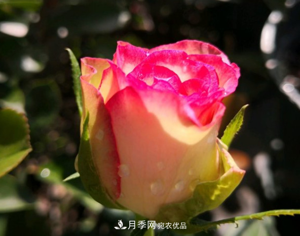 6種月季太勤快，開花一茬接一茬，花量大還抗病！(圖6)