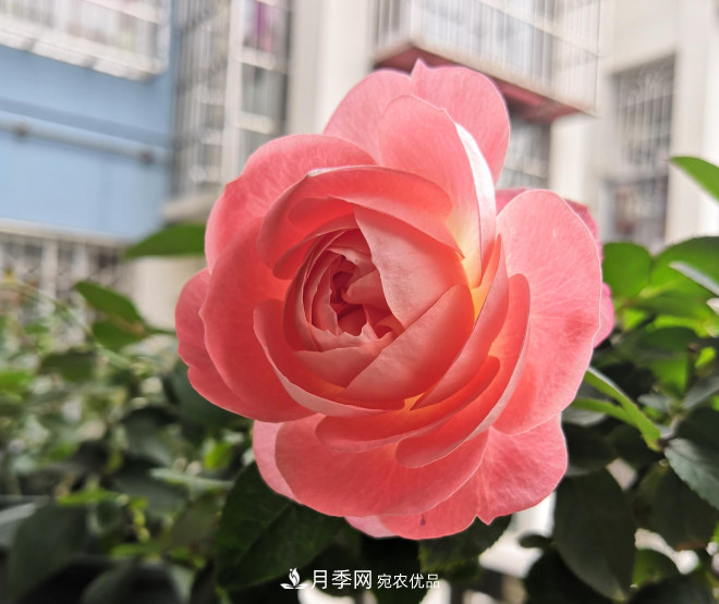 6種月季太勤快，開花一茬接一茬，花量大還抗病！(圖5)