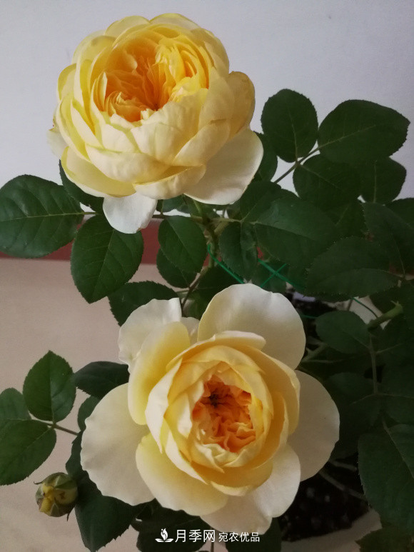 6種月季太勤快，開花一茬接一茬，花量大還抗??！(圖8)