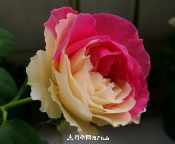 6種月季太勤快，開花一茬接一茬，花量大還抗??！(圖10)
