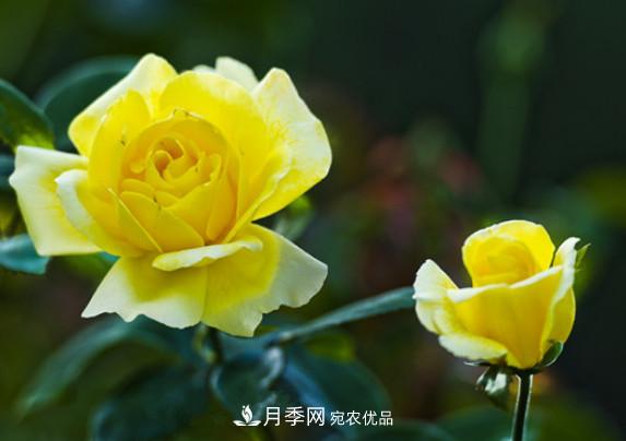 月季紅蜘蛛不可怕 做好預(yù)防走天下(圖1)