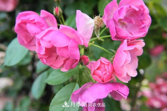 月季紅蜘蛛不可怕 做好預(yù)防走天下(圖2)