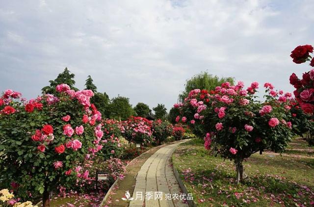 2020年南陽(yáng)精品月季樹(shù)價(jià)格(圖4)
