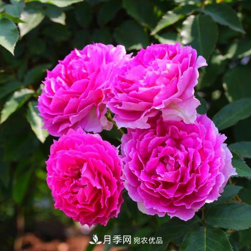月季是個龐大的家族，這3種***受歡迎，盛夏開花爆盆(圖1)