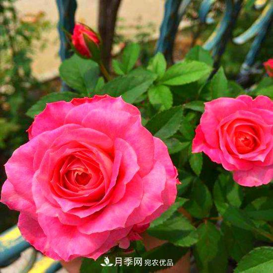 月季是個龐大的家族，這3種***受歡迎，盛夏開花爆盆(圖3)