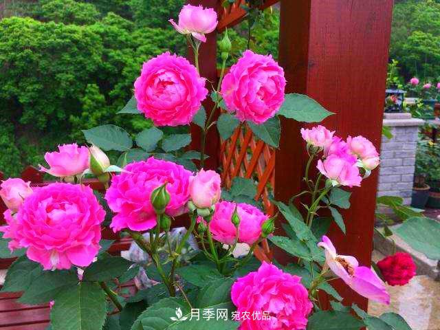 月季是個龐大的家族，這3種***受歡迎，盛夏開花爆盆(圖4)