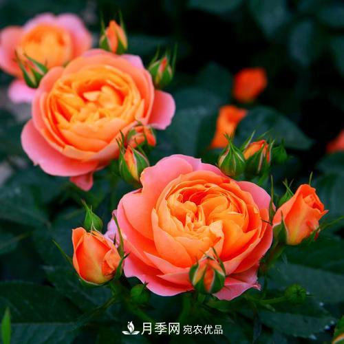 月季是個龐大的家族，這3種***受歡迎，盛夏開花爆盆(圖2)