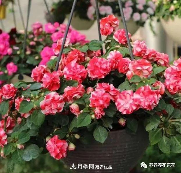 陽臺種盆它，比月季開花勤，小巧精致好養(yǎng)活，開花重瓣似牡丹(圖1)