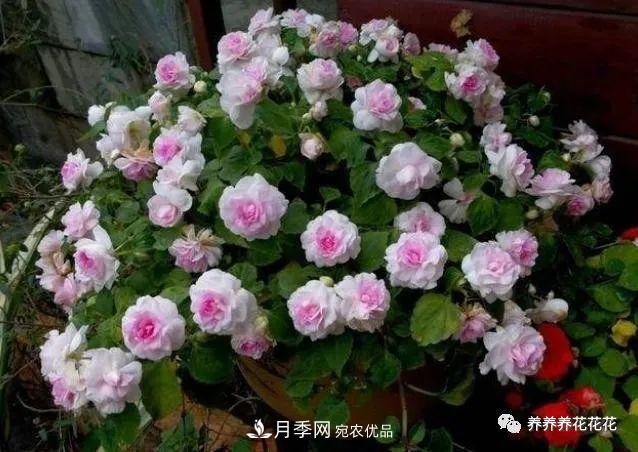 陽臺種盆它，比月季開花勤，小巧精致好養(yǎng)活，開花重瓣似牡丹(圖2)