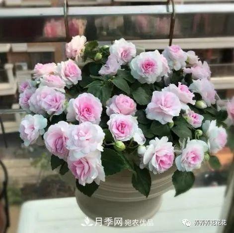 陽臺種盆它，比月季開花勤，小巧精致好養(yǎng)活，開花重瓣似牡丹(圖4)