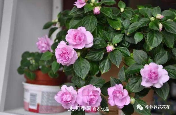 陽臺種盆它，比月季開花勤，小巧精致好養(yǎng)活，開花重瓣似牡丹(圖3)