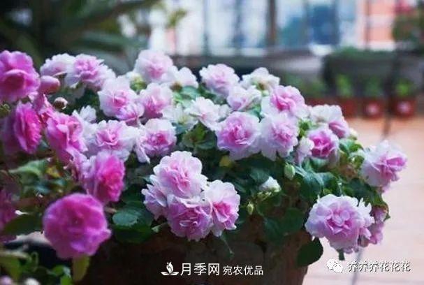 陽臺種盆它，比月季開花勤，小巧精致好養(yǎng)活，開花重瓣似牡丹(圖5)