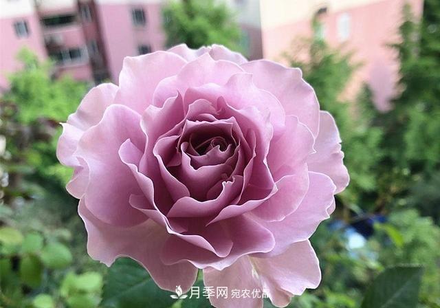 ***美的波浪邊月季，又香又勤花，種植無難度，非常適合新手(圖1)
