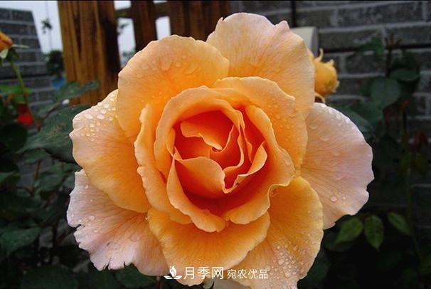 ***美的波浪邊月季，又香又勤花，種植無難度，非常適合新手(圖5)