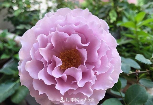 ***美的波浪邊月季，又香又勤花，種植無難度，非常適合新手(圖2)
