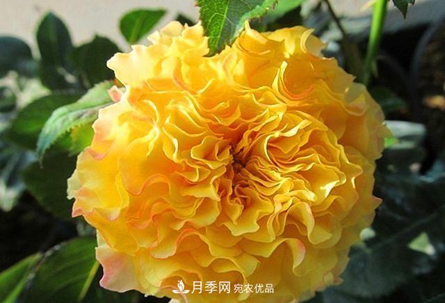 ***美的波浪邊月季，又香又勤花，種植無難度，非常適合新手(圖8)