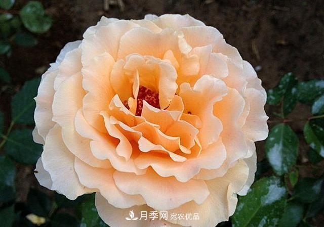 ***美的波浪邊月季，又香又勤花，種植無難度，非常適合新手(圖6)