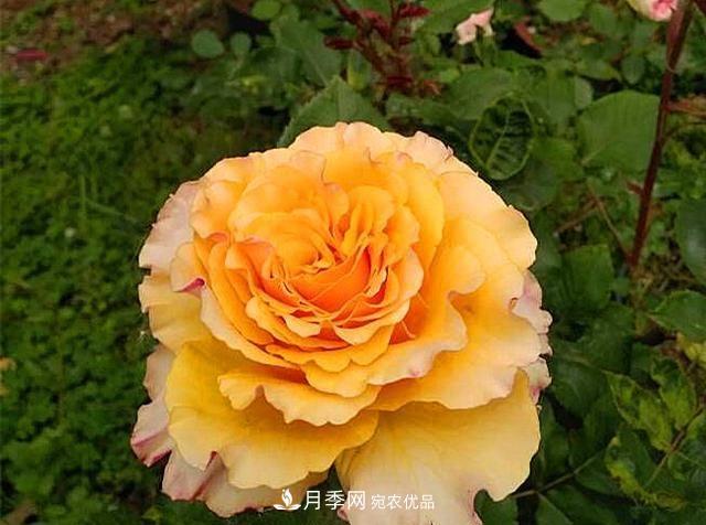 ***美的波浪邊月季，又香又勤花，種植無難度，非常適合新手(圖7)
