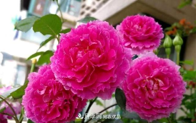 ***美的波浪邊月季，又香又勤花，種植無難度，非常適合新手(圖4)