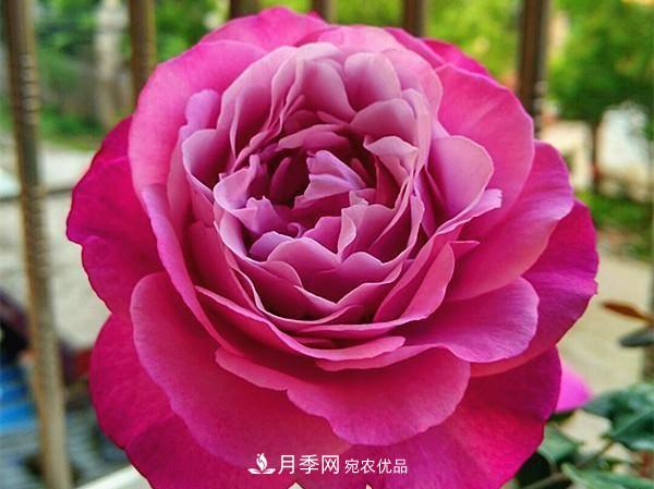 ***美的波浪邊月季，又香又勤花，種植無難度，非常適合新手(圖12)