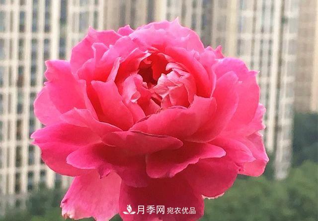 ***美的波浪邊月季，又香又勤花，種植無難度，非常適合新手(圖3)