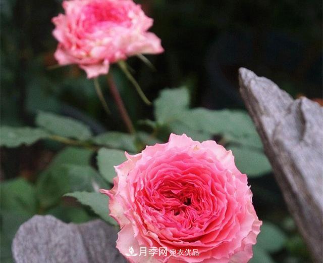 ***美的波浪邊月季，又香又勤花，種植無難度，非常適合新手(圖9)
