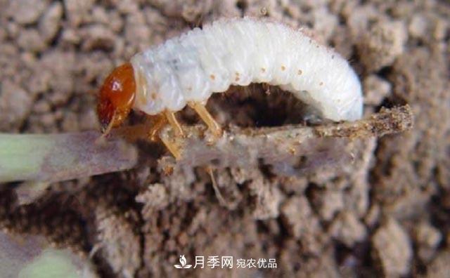 立秋后，園林養(yǎng)護一定要注意這4點，這樣苗木才能長得好(圖5)