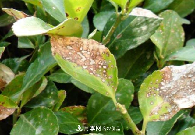 立秋后，園林養(yǎng)護一定要注意這4點，這樣苗木才能長得好(圖3)