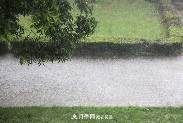 立秋后，園林養(yǎng)護一定要注意這4點，這樣苗木才能長得好(圖2)