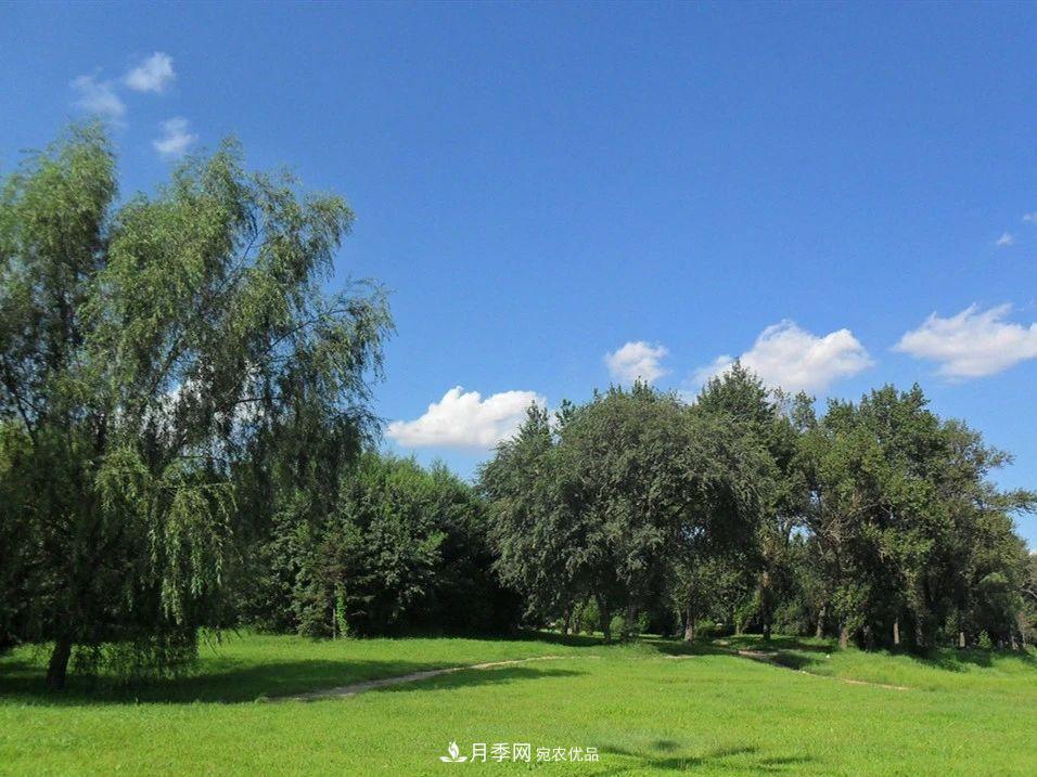 苗木價格漲了，為什么還是不掙錢？(圖1)