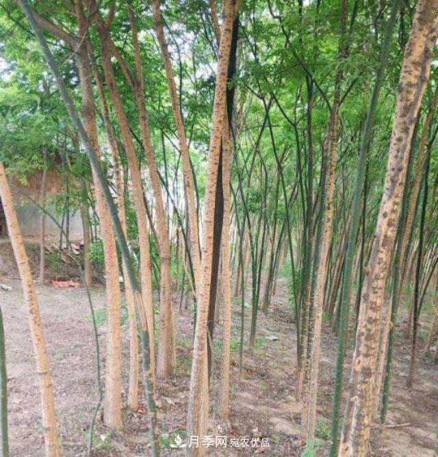 苗木市場(chǎng)是否真的進(jìn)入寒冬？農(nóng)戶(hù)地里的樹(shù)苗真的只能燒柴火了？(圖1)