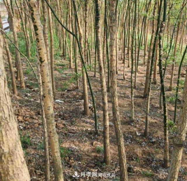 苗木市場(chǎng)是否真的進(jìn)入寒冬？農(nóng)戶(hù)地里的樹(shù)苗真的只能燒柴火了？(圖2)