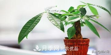 家里選擇這幾種花木，與什么風(fēng)格都搭配(圖3)