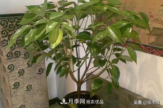 家里選擇這幾種花木，與什么風(fēng)格都搭配(圖1)