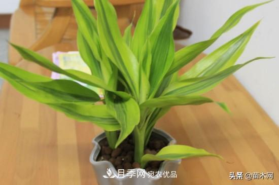 家里選擇這幾種花木，與什么風(fēng)格都搭配(圖2)