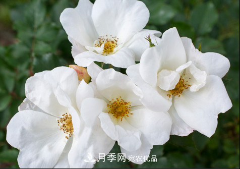 絕代佳人月季是寶藏月季品種，抗病好低維護(hù)多季賞花(圖13)