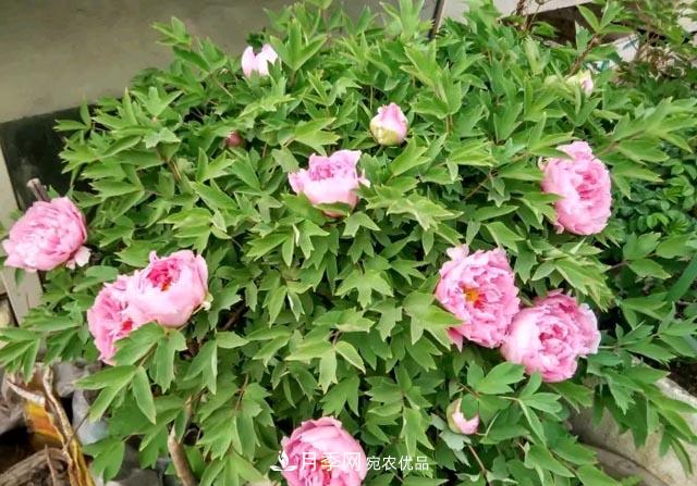 洛陽牡丹花種植中的一點(diǎn)小建議，有幫助必看(圖2)