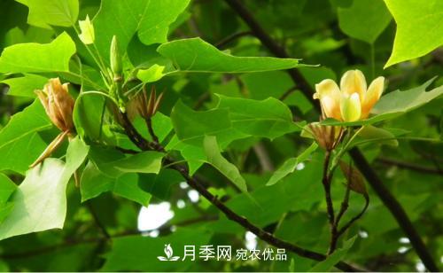 你所不了解的木蘭科植物，含笑，鵝掌楸，木蓮(圖2)
