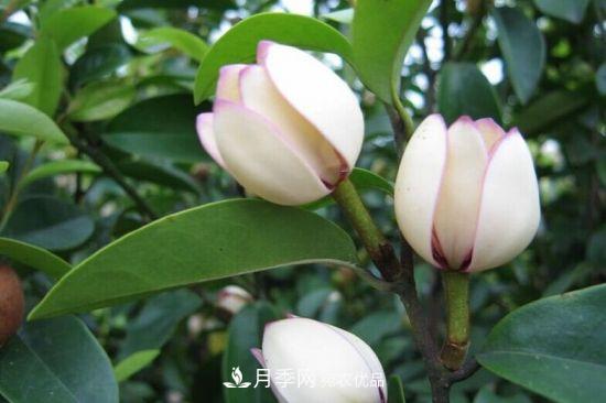 你所不了解的木蘭科植物，含笑，鵝掌楸，木蓮(圖1)