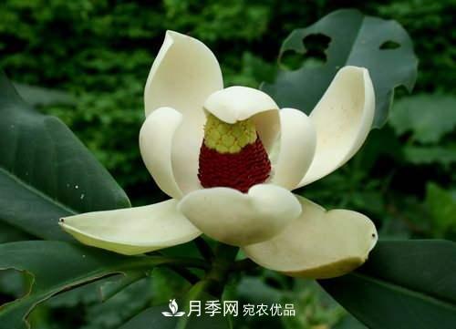 你所不了解的木蘭科植物，含笑，鵝掌楸，木蓮(圖3)