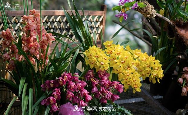 世界第二大植物家族，總共800個屬，說一說蘭花那點事(圖1)