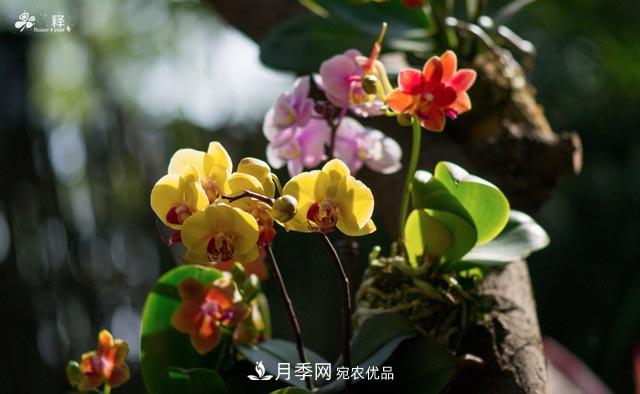 世界第二大植物家族，總共800個屬，說一說蘭花那點事(圖2)