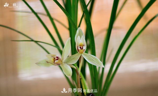 世界第二大植物家族，總共800個屬，說一說蘭花那點事(圖3)