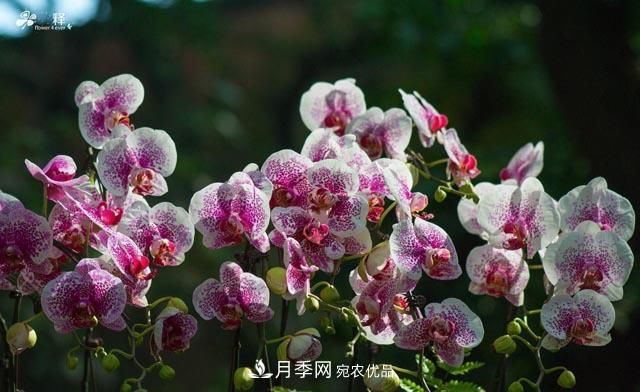 世界第二大植物家族，總共800個屬，說一說蘭花那點事(圖4)